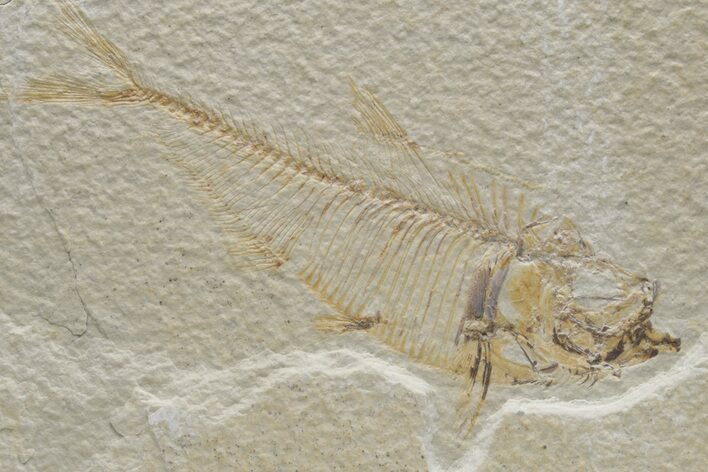 Fossil Fish (Diplomystus) - Green River Formation #224659